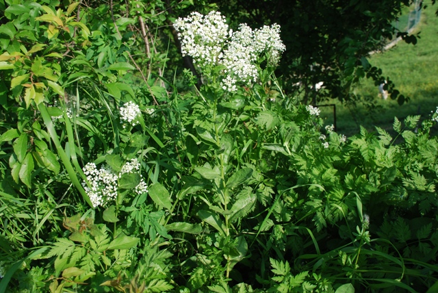 Lepidium draba